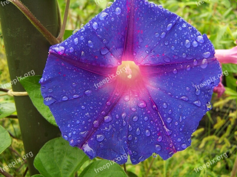 Ipomoea Acuminata Flower Violet Free Photos