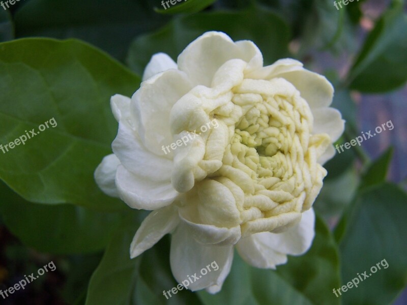 Jasmine Sambac Grand Duke Of Tuscany Perfumed Flower Arabian Jasmine