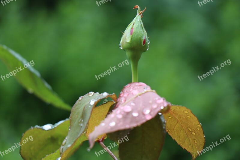 Rosebud After The Rain Raindrops Just Add Water Foliage