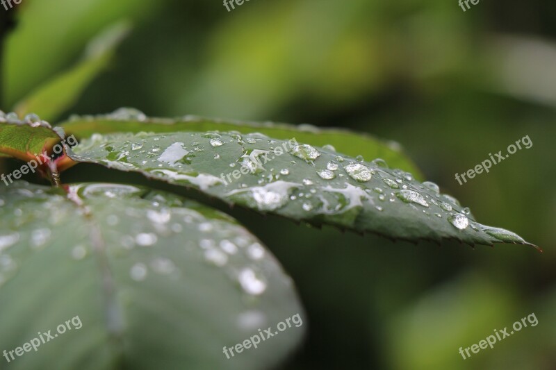 Foliage Water Droplets Raindrop Leaves After The Rain