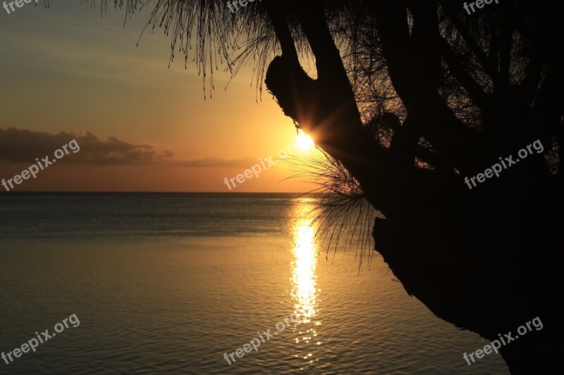 Sunset Tropics Island Tree Evening