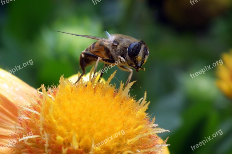 Flowers Floriade Nature Insect Bee