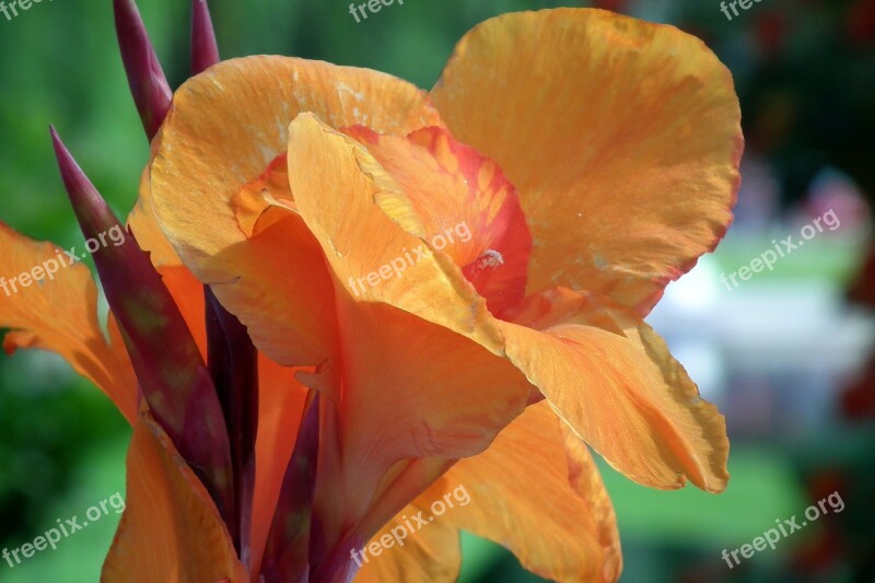 Lily Flowers Floriade Orange Garden