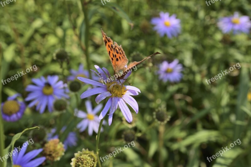 Butterfly Insects Flowers Affix Macro