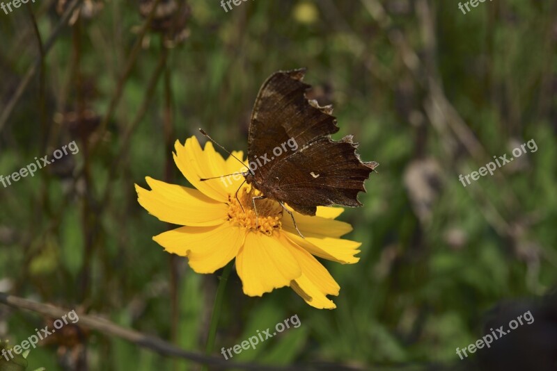 Flowers Affix Macro Butterfly Insects