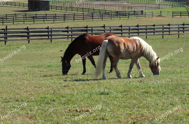 Horses Field Pasture Graze Haflinger