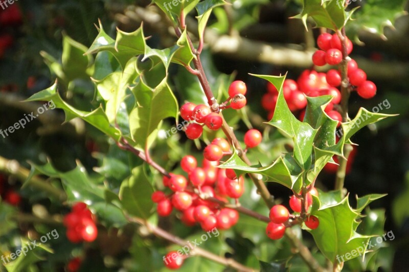 Holly Red Balls Leaves Green Tree