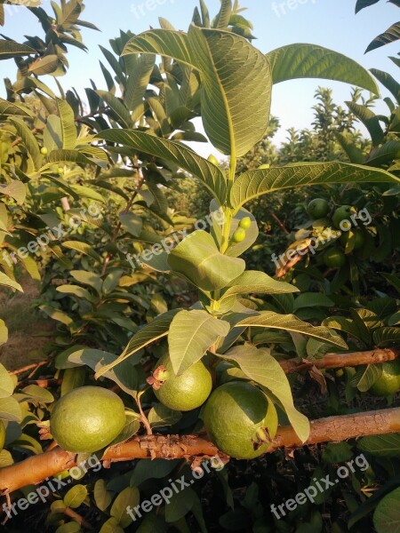 Guava Guava Tree Tropical Fruits Guava Fruit Guava Plant