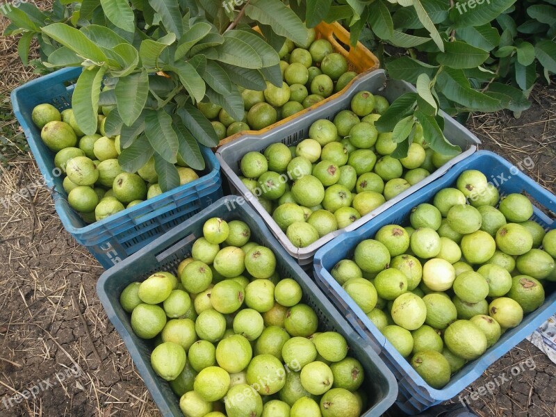 Guava Guava Tree Tropical Fruits Guava Fruit Fruit Basket