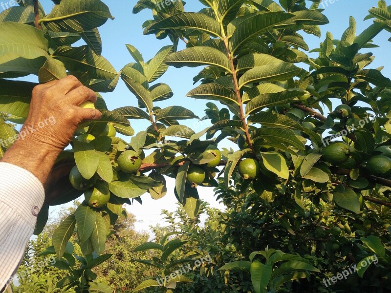 Guava Guava Tree Tropical Fruits Guava Fruit Fruits