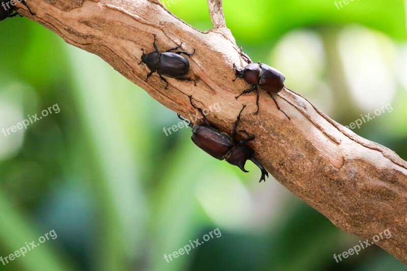 Grass Leaf Plant Green Scarab