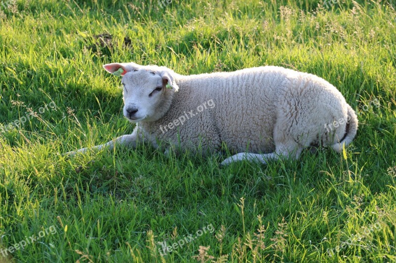 Texel Sheep Animals Young Grass