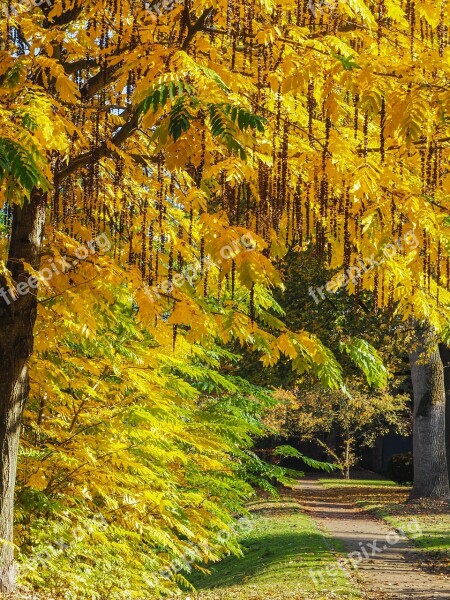 Autumn Gold Park Landscape Golden October