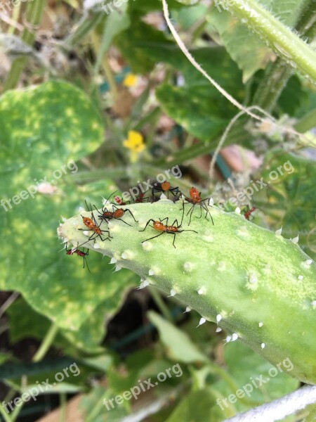 Gardening Bugs Pests Nature Garden