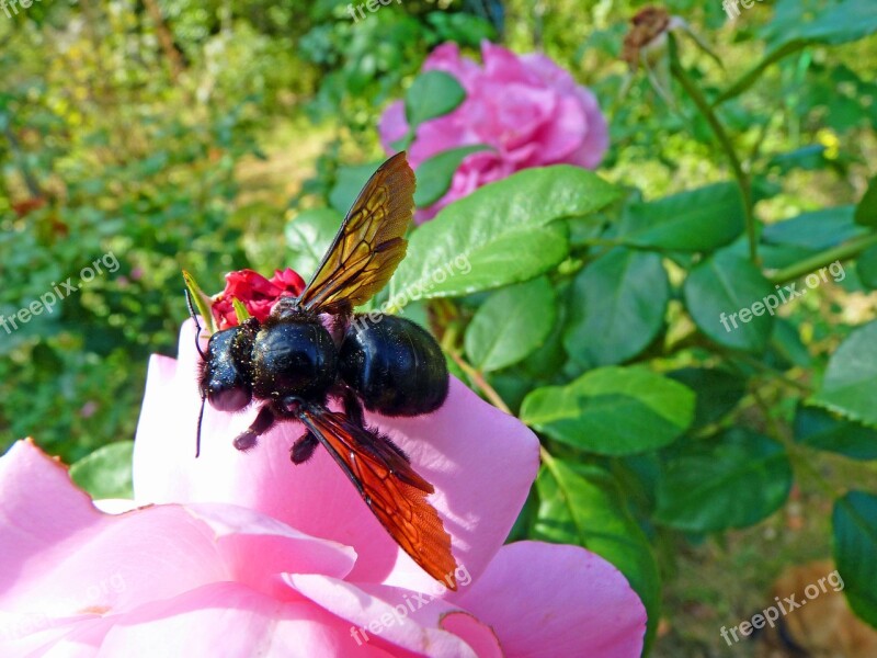 Carpenter Bee Insect Forage Flowers Nature