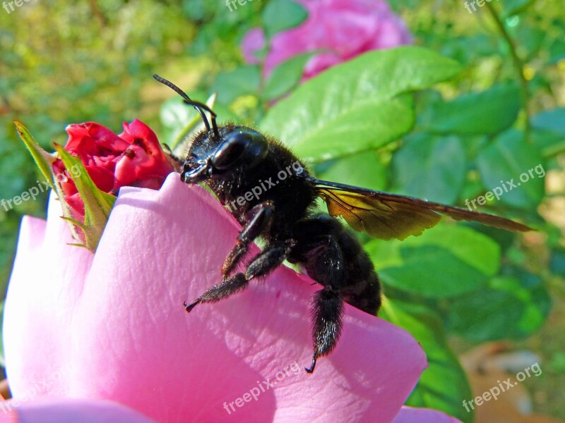 Carpenter Bee Insect Forage Flowering Flowers