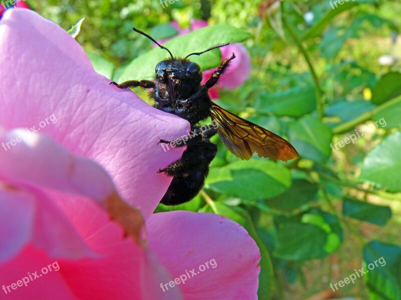 Carpenter Bee Insect Forage Macro Nature