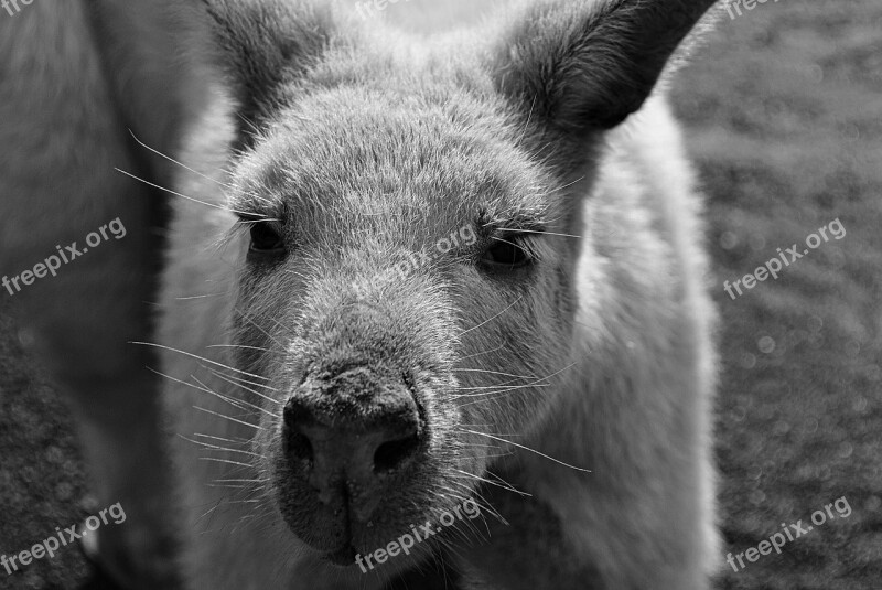 Kangaroo Nature Australia Black Animal