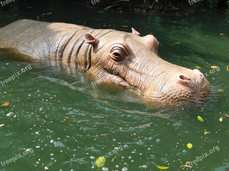 Hippo Hippo In Water Water Disneyland Hong Kong