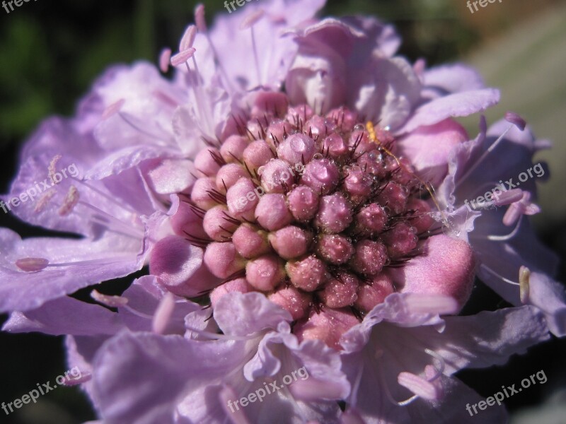 Flower Dew Morning Garden Light