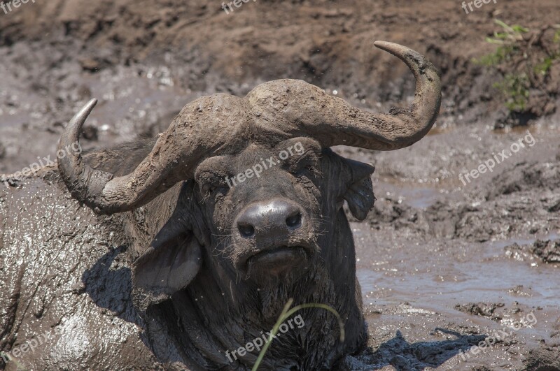 Buffalo Safari Park South Africa Mud Dirt