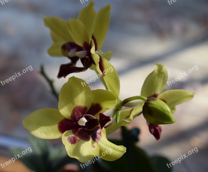 Orchid Newly Opened Phalaenopsis Bud Yellow