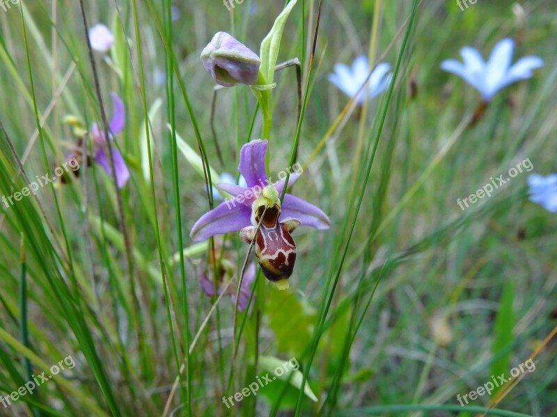 Orchid Scrubland Herald Plant Nature