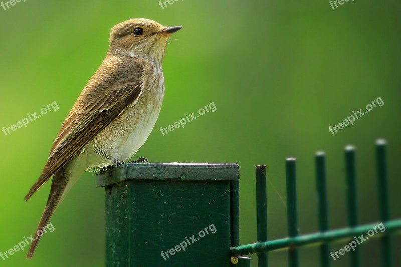 Bird Spotted Flycatcher Flycatcher Muscicapa Free Photos