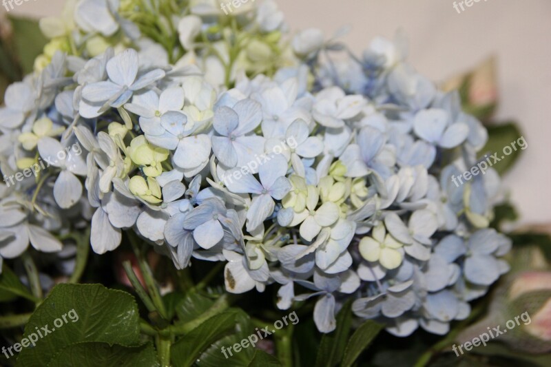 Blue Hydrangeas Flower Arrangement Wedding Decoration Floral Art Free Photos