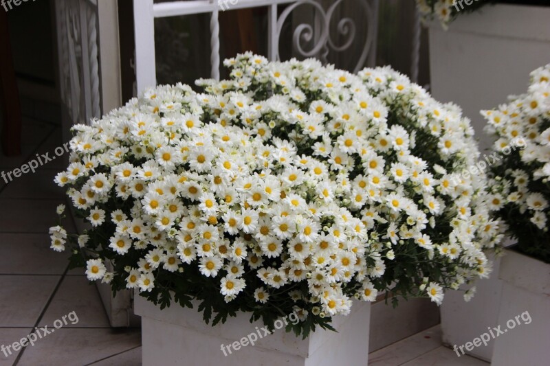 Flower Arrangement White Flowers Wedding Decoration Floral Art Daisies