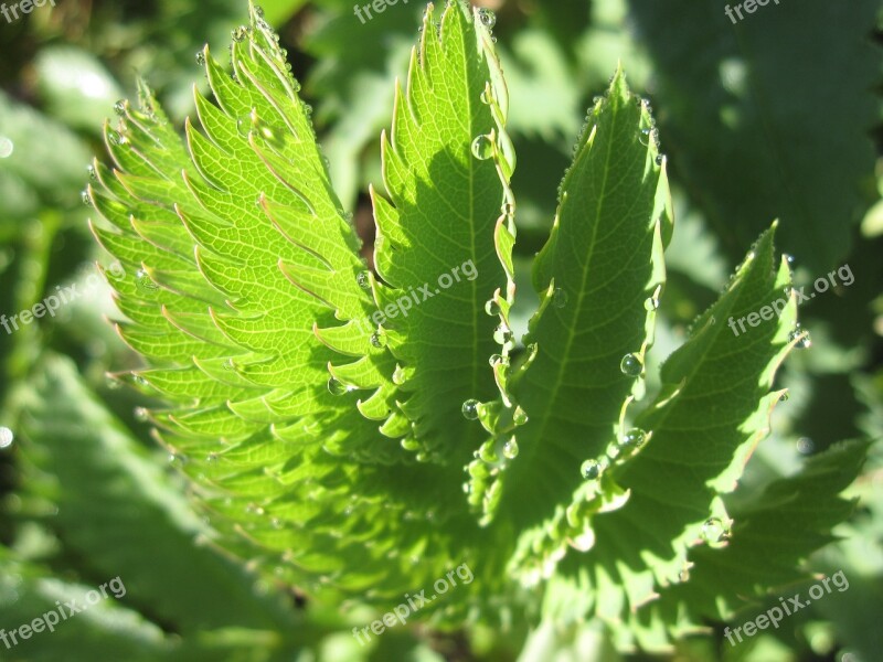 Dew Garden Plants Morning Sun Free Photos