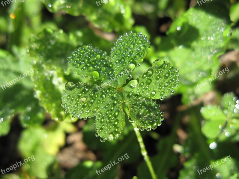 Clover Dew Garden Droplet Shamrock