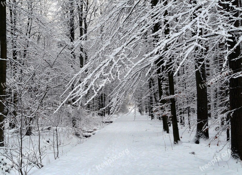 Winter Snow Forest White Wintry