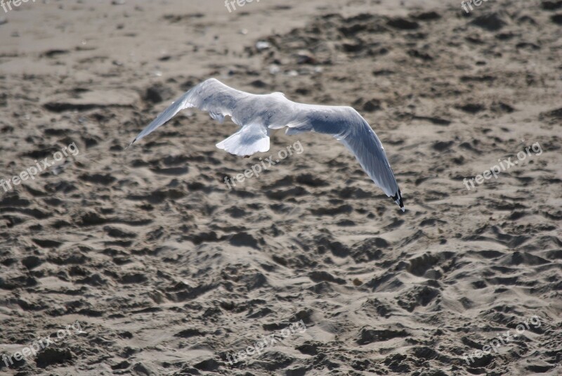 Seagull Nature Gull Bird Wildlife