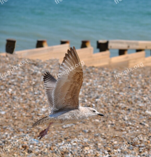 Seagull Sea Gull Nature Bird