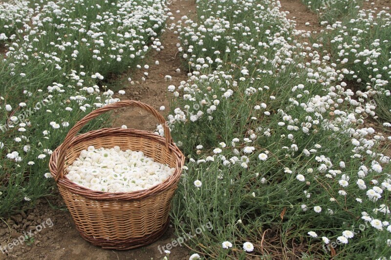 Chamomile Medicinal Plants Nature Garden Free Photos