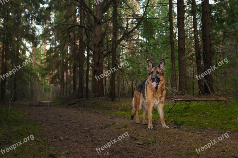 German Shepherd Dog Forest Animal Summer