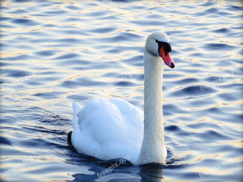 Swan Water Bird White Water Bird