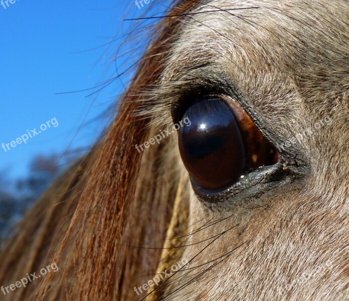 Horse Pure Arab Blood Equine Head Look