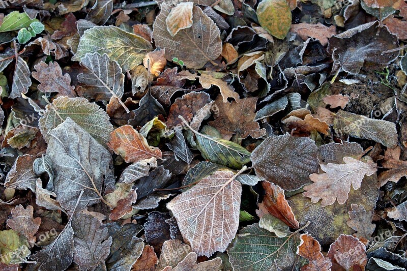 Frost Leaves Cold Nature Frozen