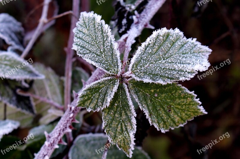 Frost Leaves Cold Nature Frozen