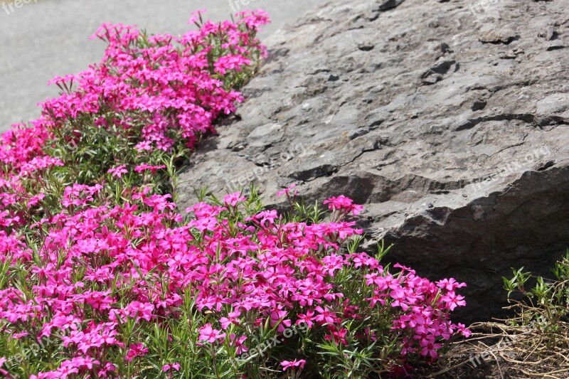 Rock Pink Flowers Flower Pink Nature