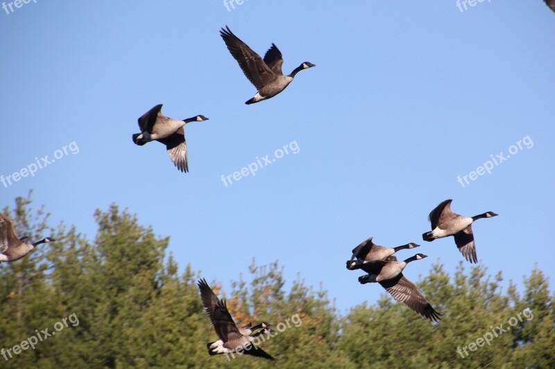 Canadian Geese Flight Canadian Geese Nature