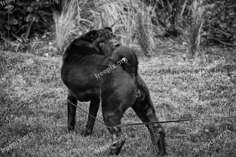 Dog Sharpei Animal Eyes Closed Canine