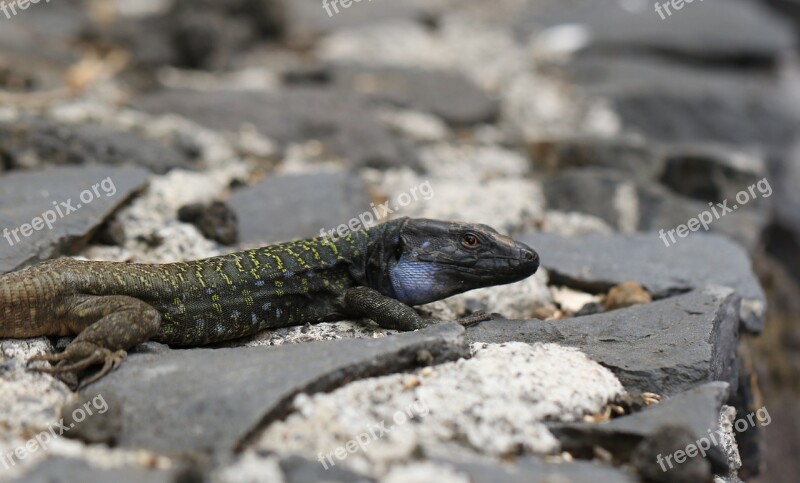 The Lizard Kanaryjka Niebieskoplama Tenerife Stone Spain