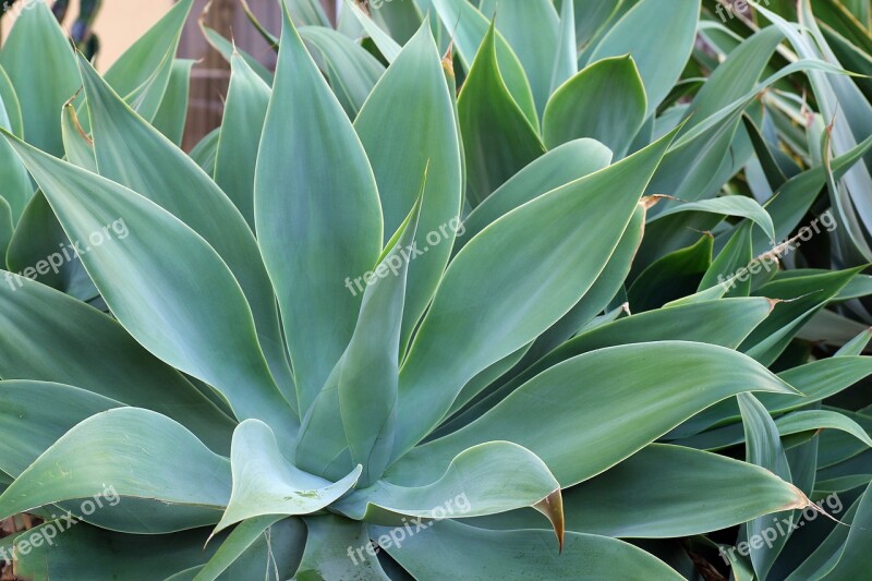 Agave Tropical Plant Tenerife Vegetation Spain