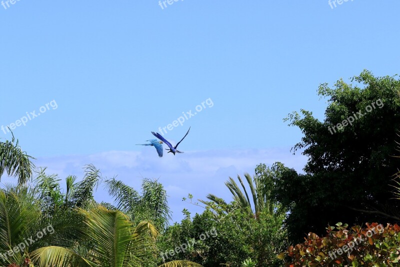 Parrot Flying Parrots Exotic Birds View Summer