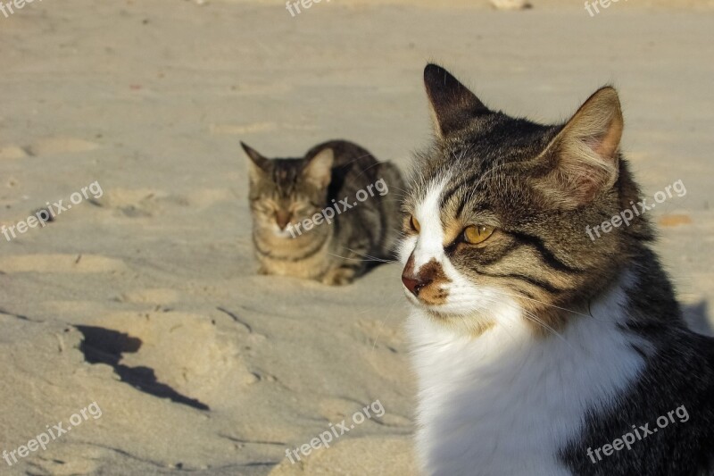 Cat Stray Beach Animal Cute