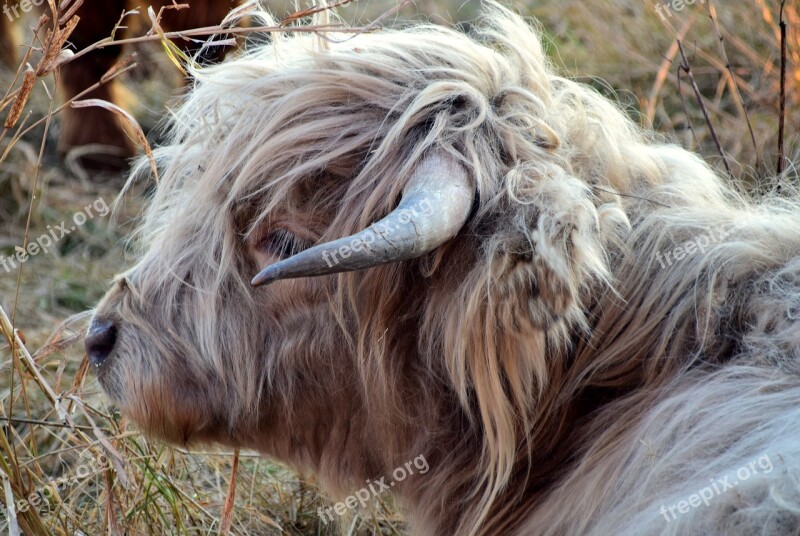 Highland Beef Beef Cow Scottish Hochlandrind Horns