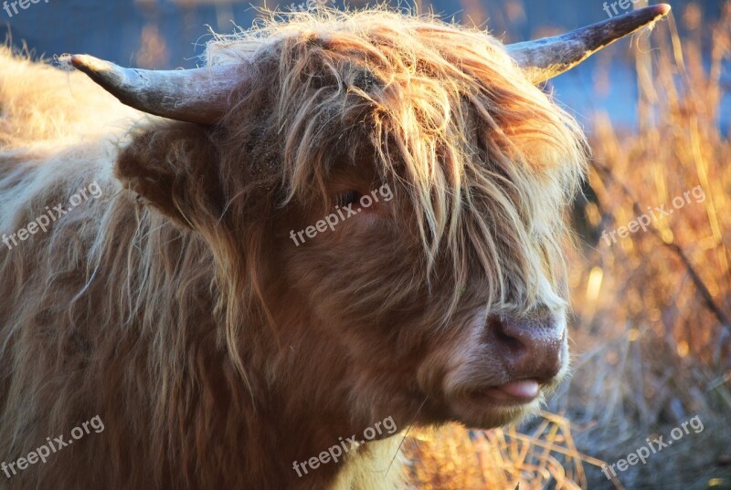 Highland Beef Beef Cow Scottish Hochlandrind Horns